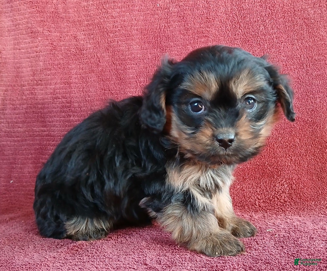 Cavapoo dogs for sale: Nick - Ad 3