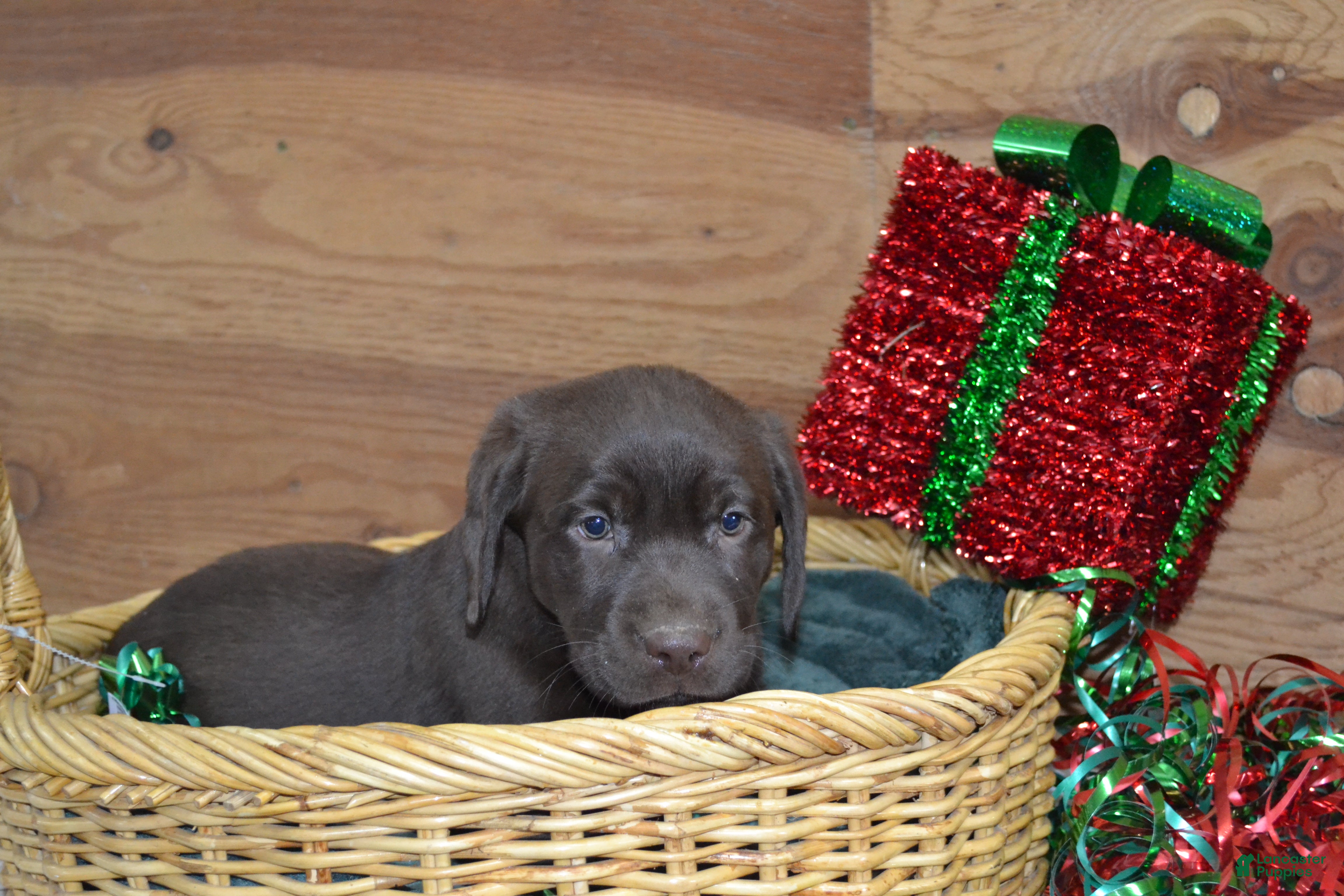 Labrador Retriever dogs Mandy - Ad 7