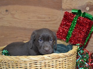 Labrador Retriever dogs Mandy - Ad 17