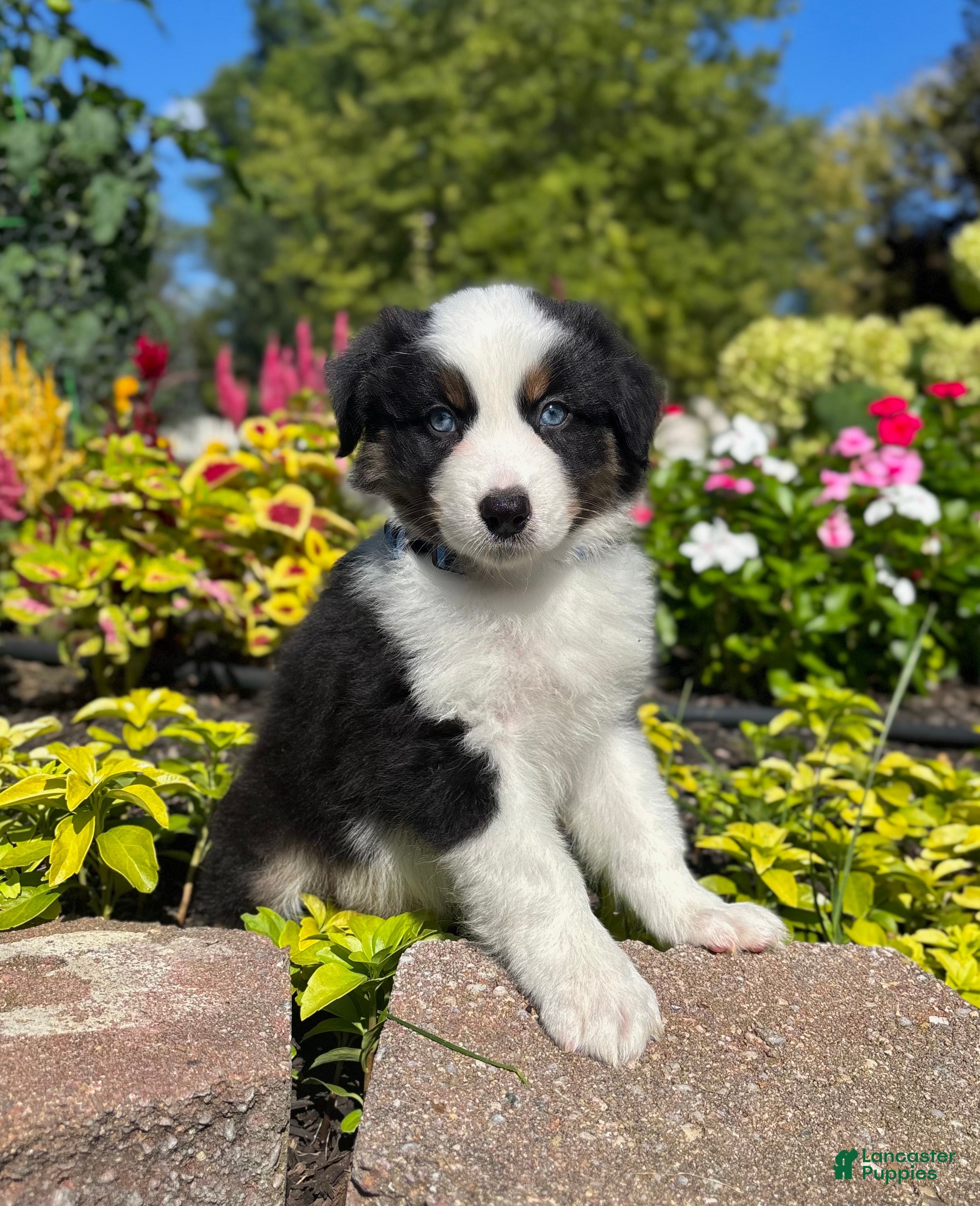 Miniature Australian Shepherd dogs Andy - Ad 23
