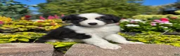 Miniature Australian Shepherd dogs for sale: Andy - Ad 1