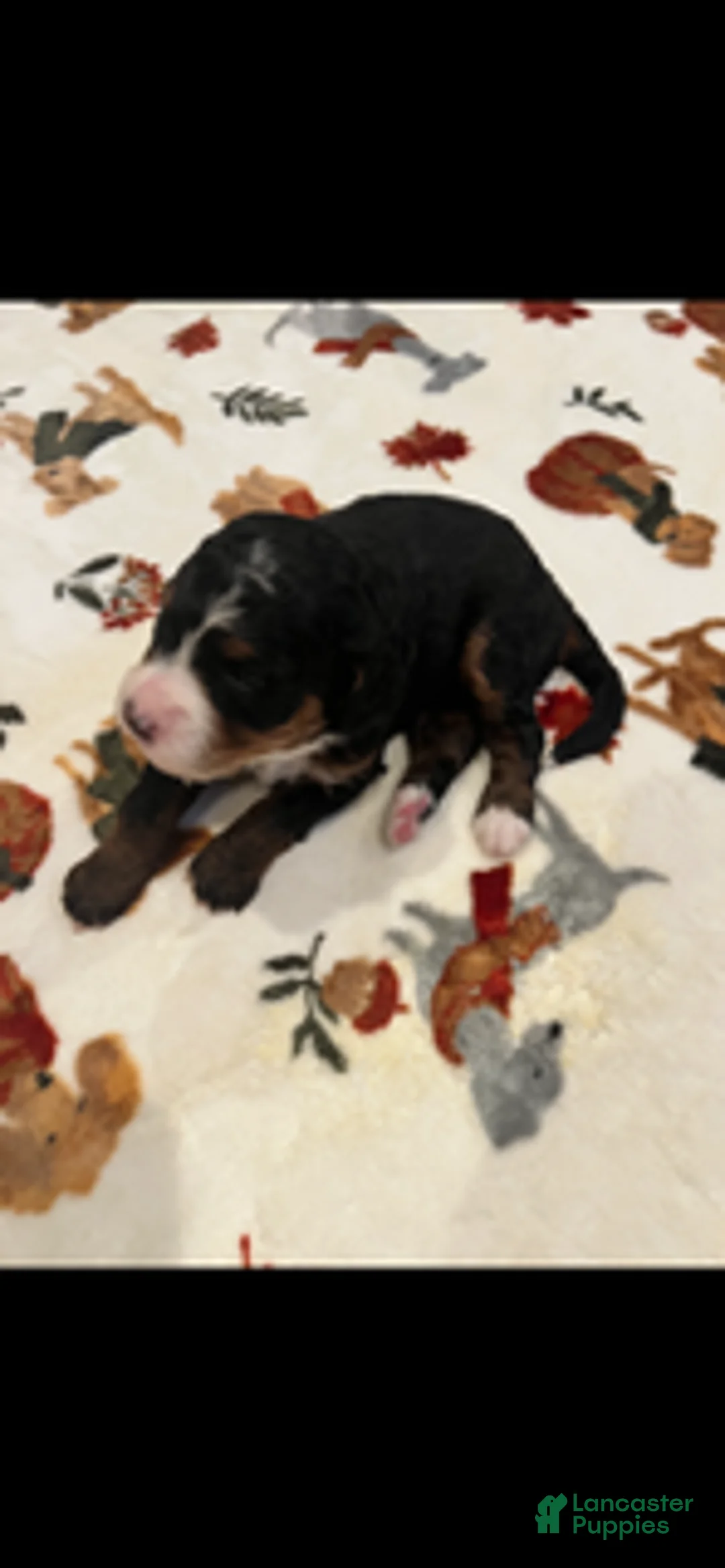 Bernedoodle dogs for sale: Pink Collar  - Ad 4