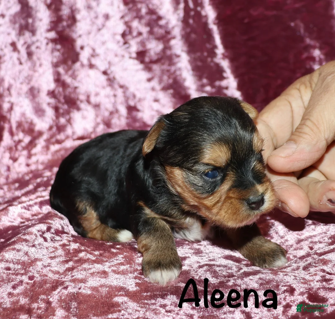 Yorkshire Terrier dogs for sale: Aleena - Ad 2