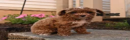 Toy Poodle dogs for sale: Francis - Ad 2