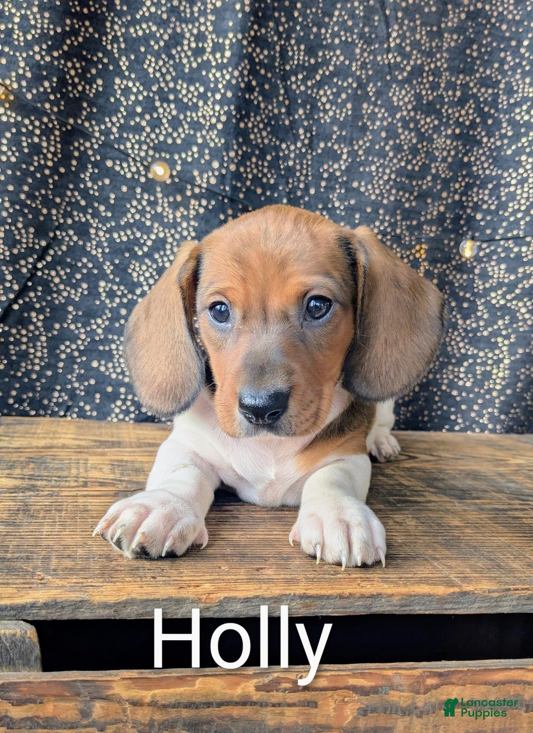Dachshund dogs for sale: Holly - Ad 8