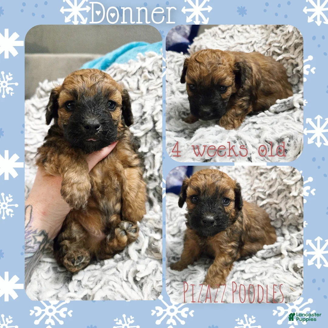 Miniature Poodle dogs for sale: Donner - Ad 4