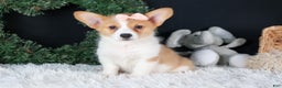 Welsh Corgi Pembroke dogs for sale: Iris - Ad 16