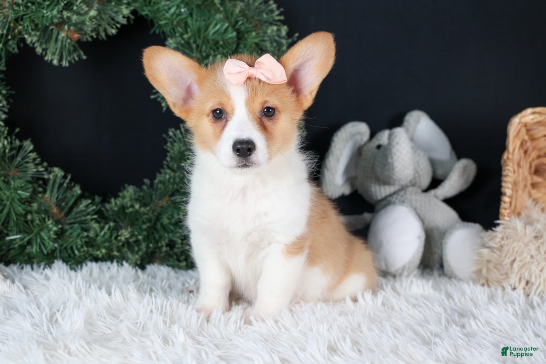 Welsh Corgi Pembroke dogs for sale: Iris - Ad 16