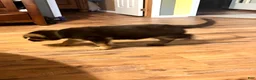 German Shepherd dogs for sale: Lawn Green Male - Ad 5