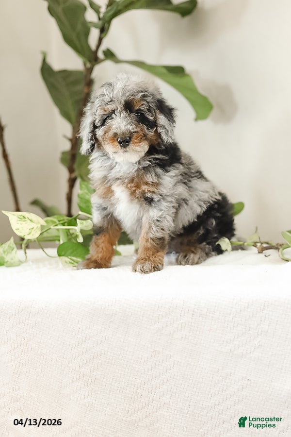 Miniature Poodle dogs Koa - Ad 1