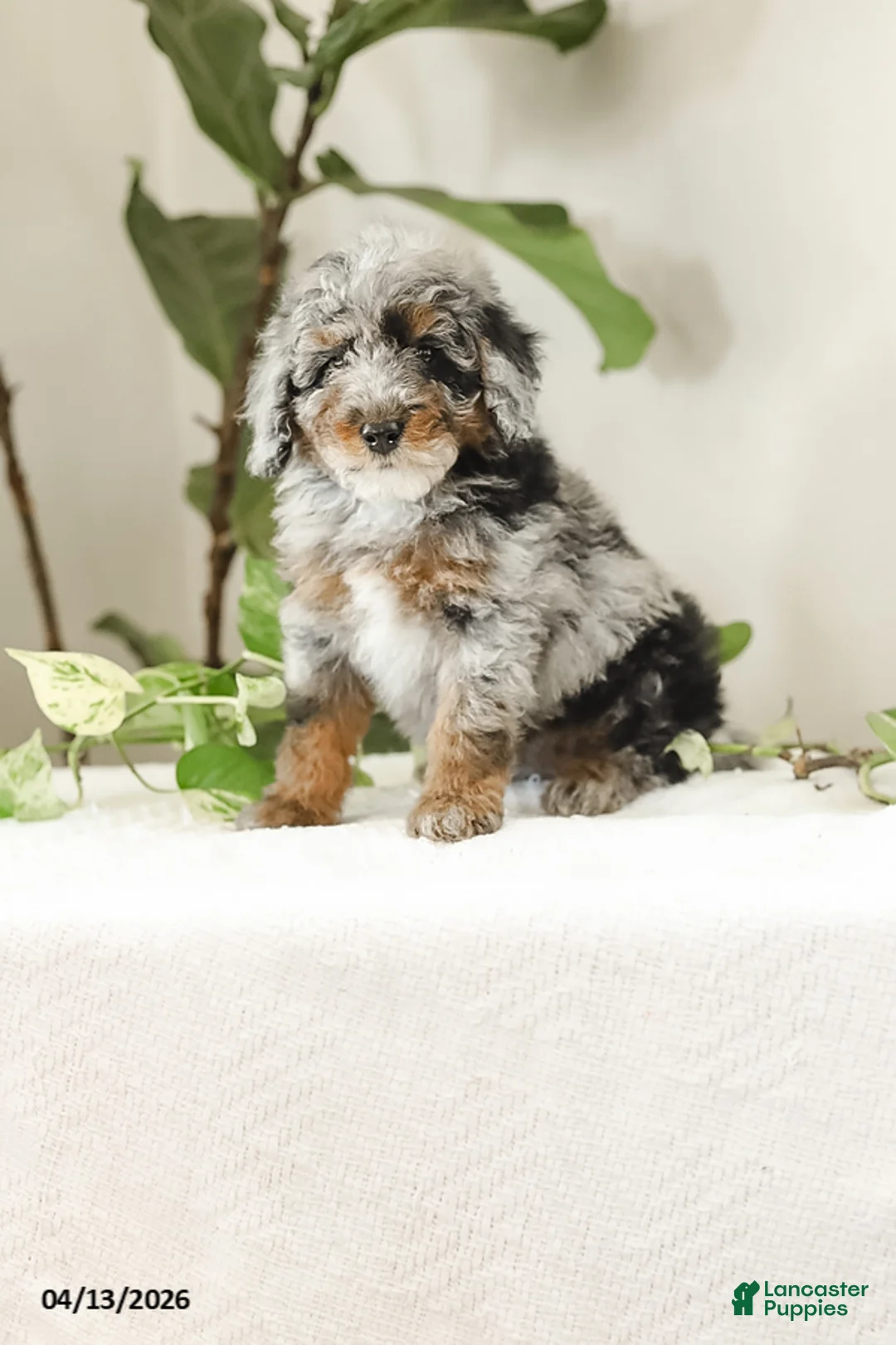 Miniature Poodle dogs for sale: Koa - Ad 1