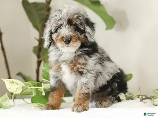 Miniature Poodle dogs for sale: Koa - Ad 4