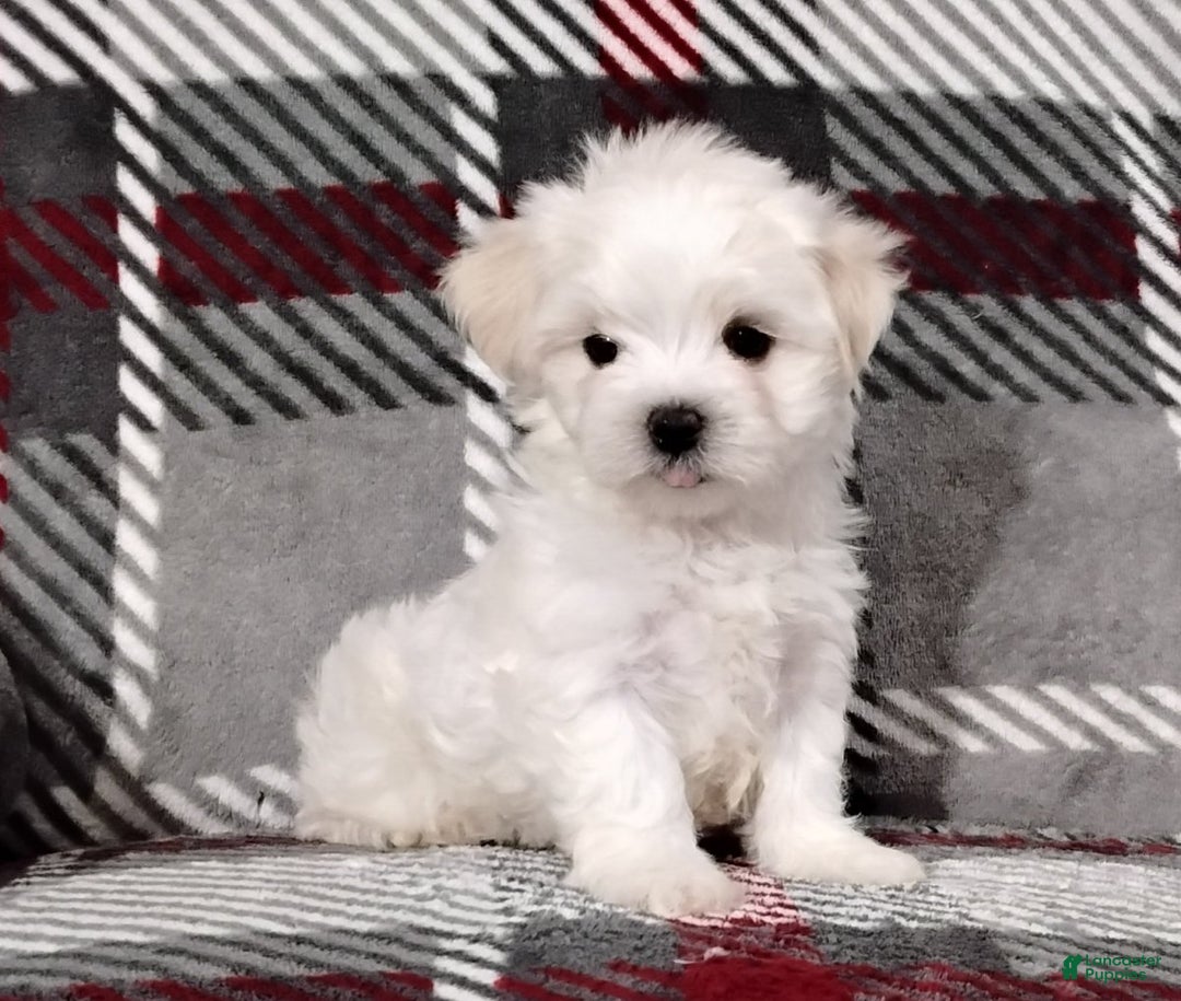 Maltese dogs for sale: Dakota - Ad 2