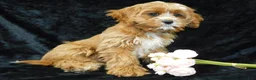 Cavapoo dogs for sale: King - Ad 3