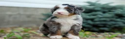 Mini Bernedoodle dogs for sale: 🐾 Meet Paxton 🐾 - Ad 8