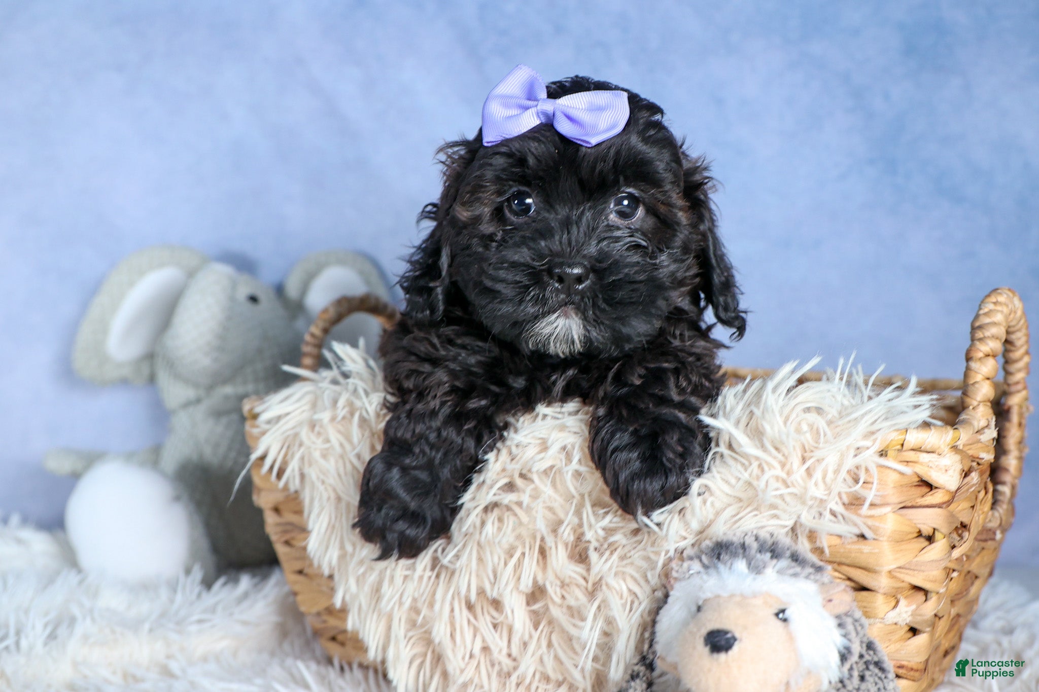 Shorkie dogs JESSIE - Ad 1