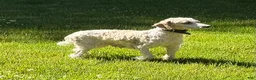 Cockapoo dogs for sale: Bill - Ad 7