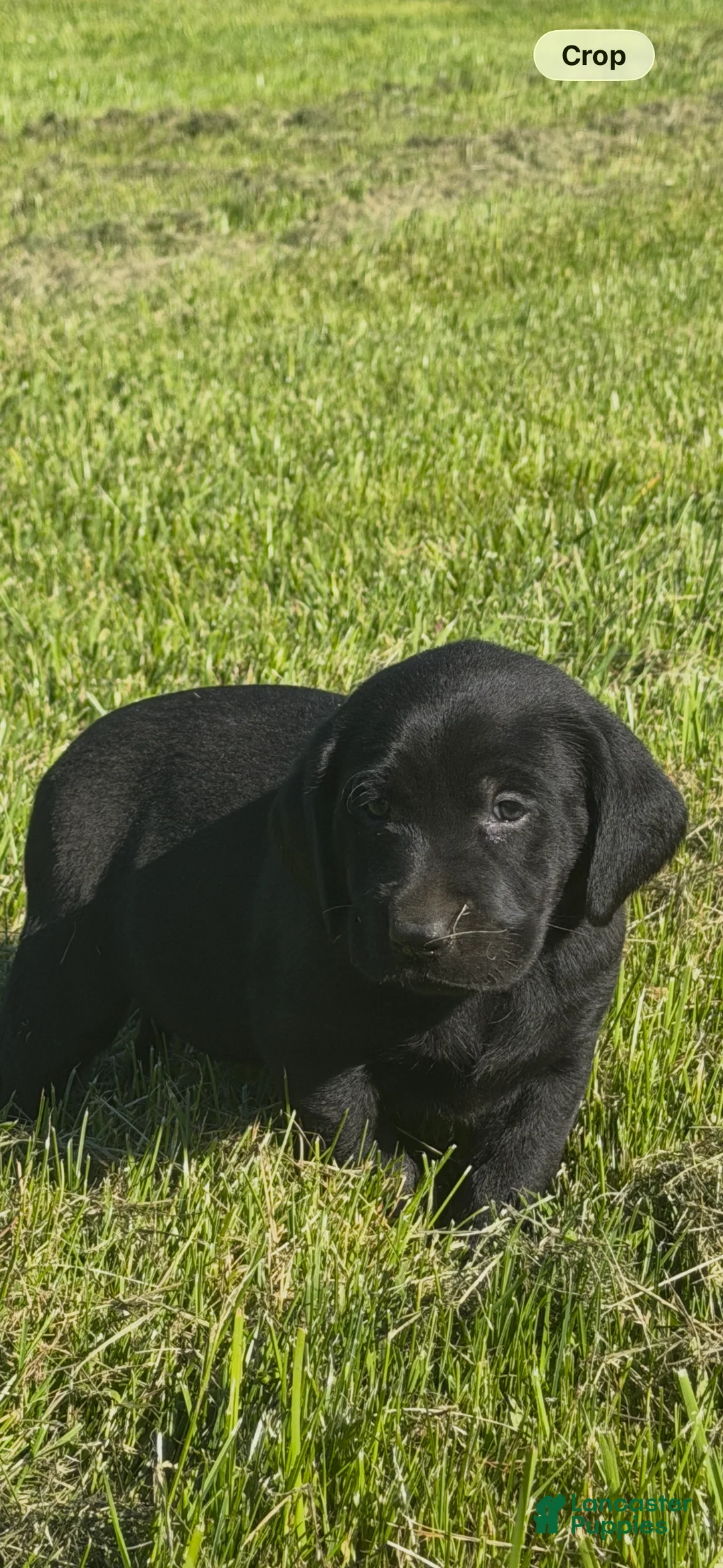 Labrador Retriever dogs for sale: Labrador Retriever Puppy 1 - Ad 2