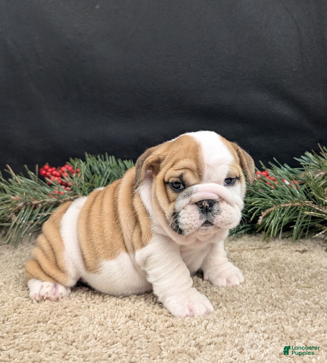 English Bulldog dogs for sale: Noelle  - Ad 2