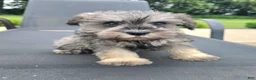 Miniature Schnauzer dogs for sale: Susie - Ad 5