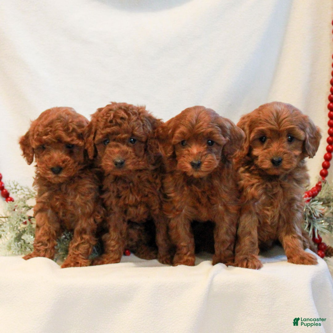 Mini Goldendoodle dogs for sale: Faith  - Ad 4