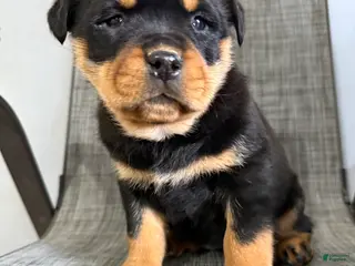 Rottweiler dogs London - Ad 4