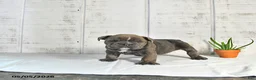 English Bulldog dogs for sale: Poppy - Ad 4