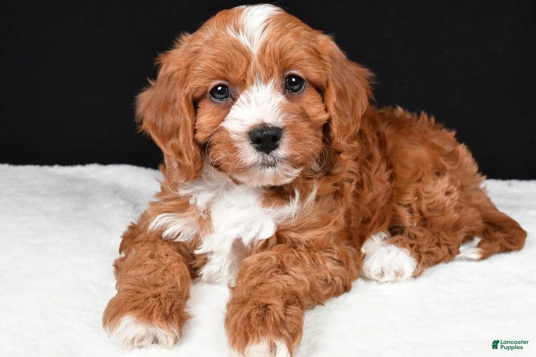 Cavapoo dogs for sale: Kim - Ad 1