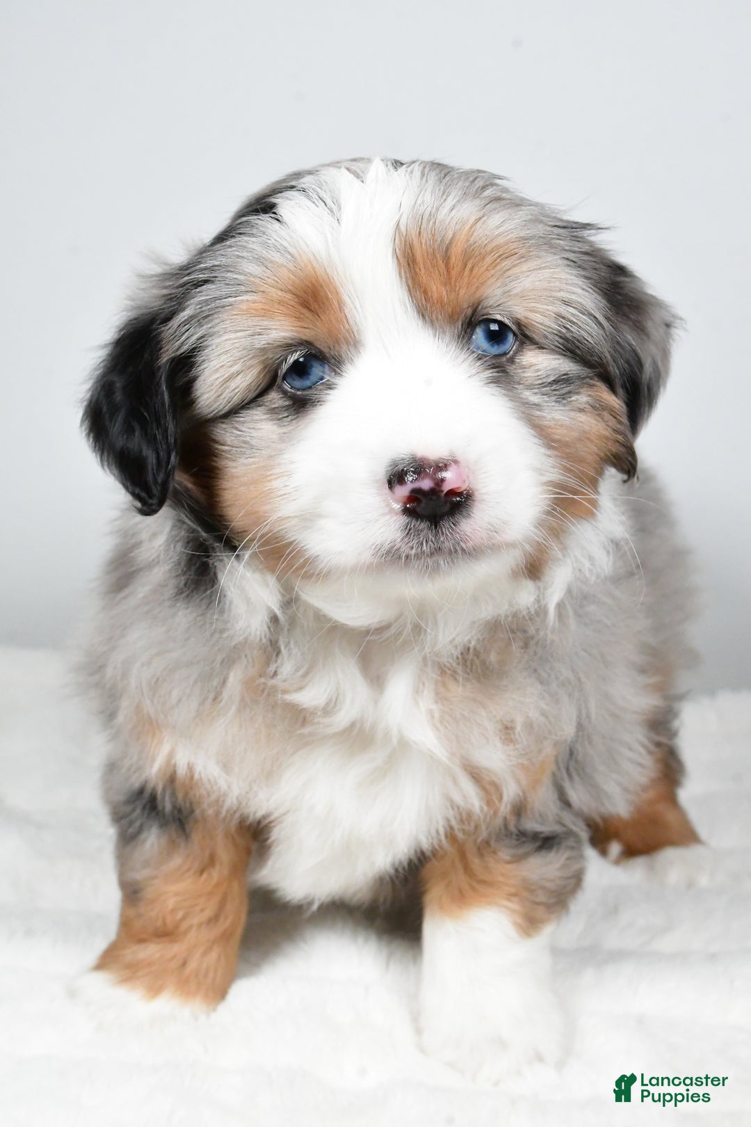 Miniature Australian Shepherd dogs for sale: Queeny - Ad 1