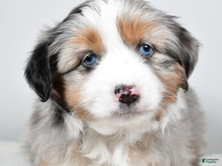 Miniature Australian Shepherd dogs for sale: Queeny - Ad 1