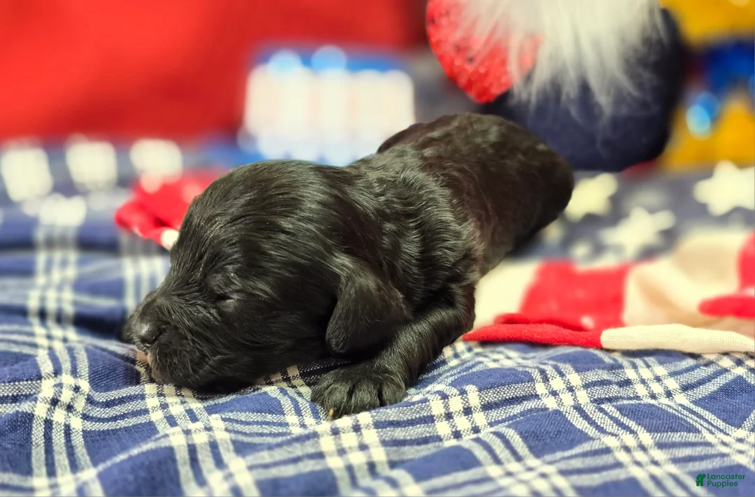 Cavapoo dogs for sale: Trigger - Ad 2