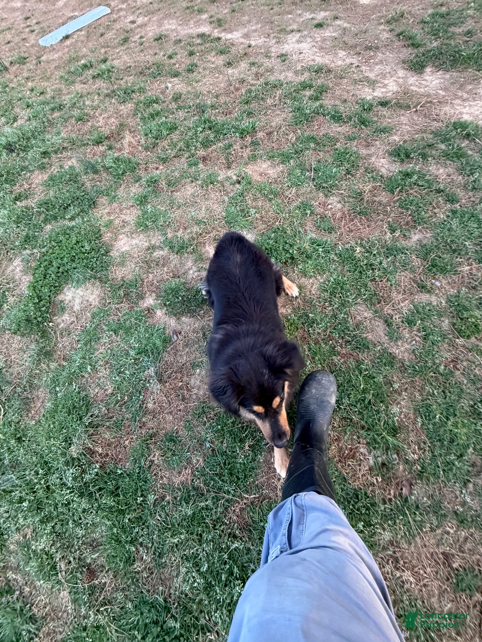 Australian Shepherd dogs Stella Mini Australian Shepherd - Ad 2