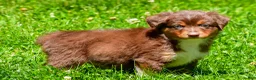 Miniature Australian Shepherd dogs for sale: Freddy - Ad 4