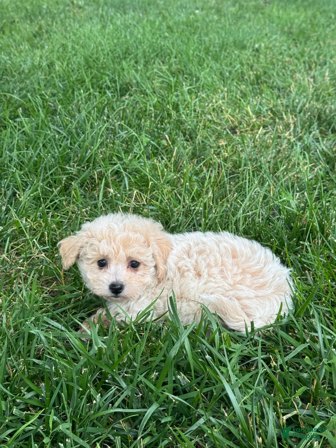 Bichpoo dogs for sale: Belle  - Ad 1