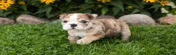 English Bulldog dogs for sale: Buster  - Ad 6