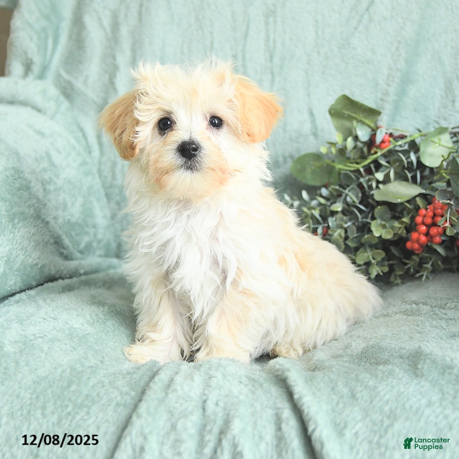 Maltipoo dogs Leo - Ad 5