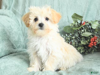 Maltipoo dogs Leo - Ad 5