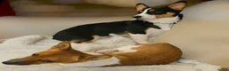 Mixed Breed dogs for sale: Apollo - Ad 26