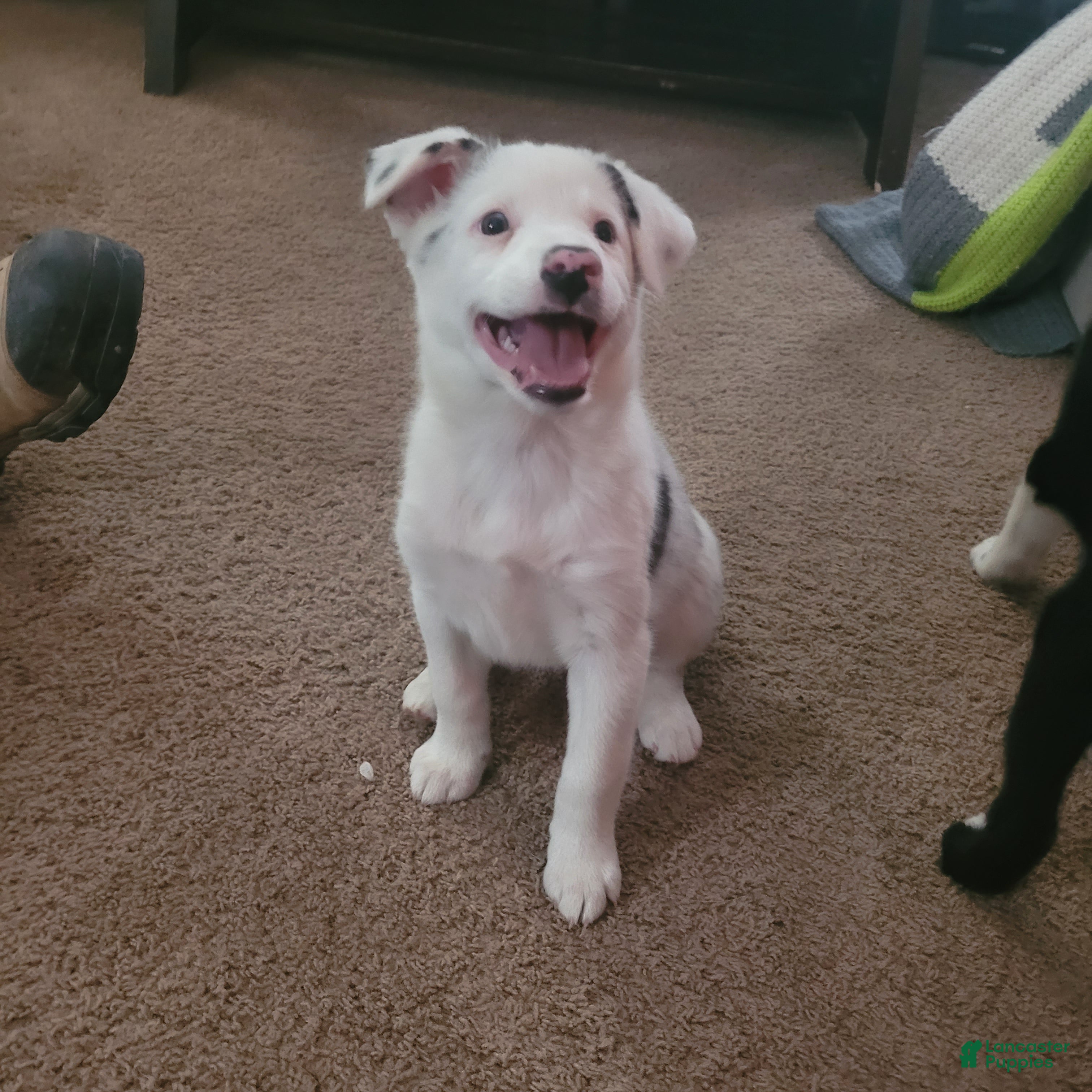 Mixed Breed dogs Ginny - Ad 41