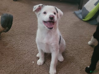 Mixed Breed dogs Ginny - Ad 35