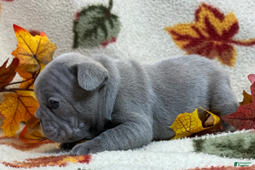 French Bulldog dogs for sale: River  - Ad 45