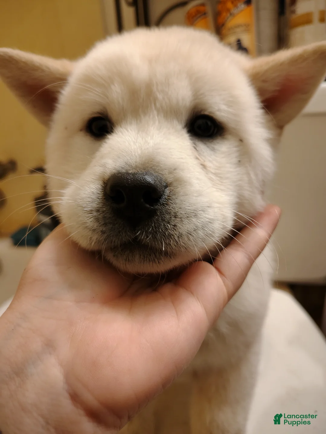 Chow Chow dogs for sale: Chow Chow 5 - Ad 1