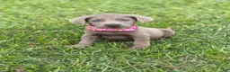 Labrador Retriever dogs for sale: Ralphie - Ad 3