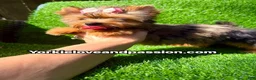 Yorkshire Terrier dogs for sale: Yorkshire Terrier 1 - Ad 10
