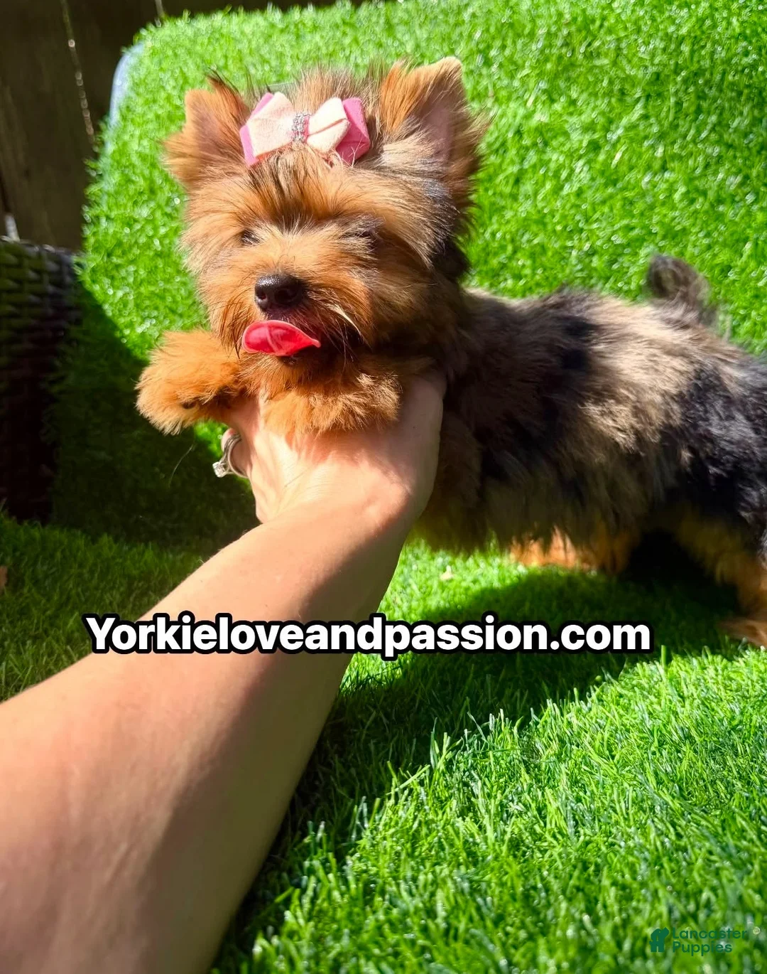 Yorkshire Terrier dogs for sale: Yorkshire Terrier 1 - Ad 10