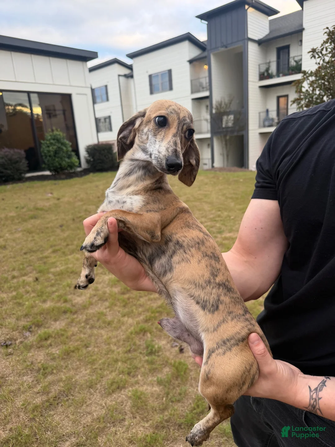 Dachshund dogs for sale: Dachshund 1 - Ad 2