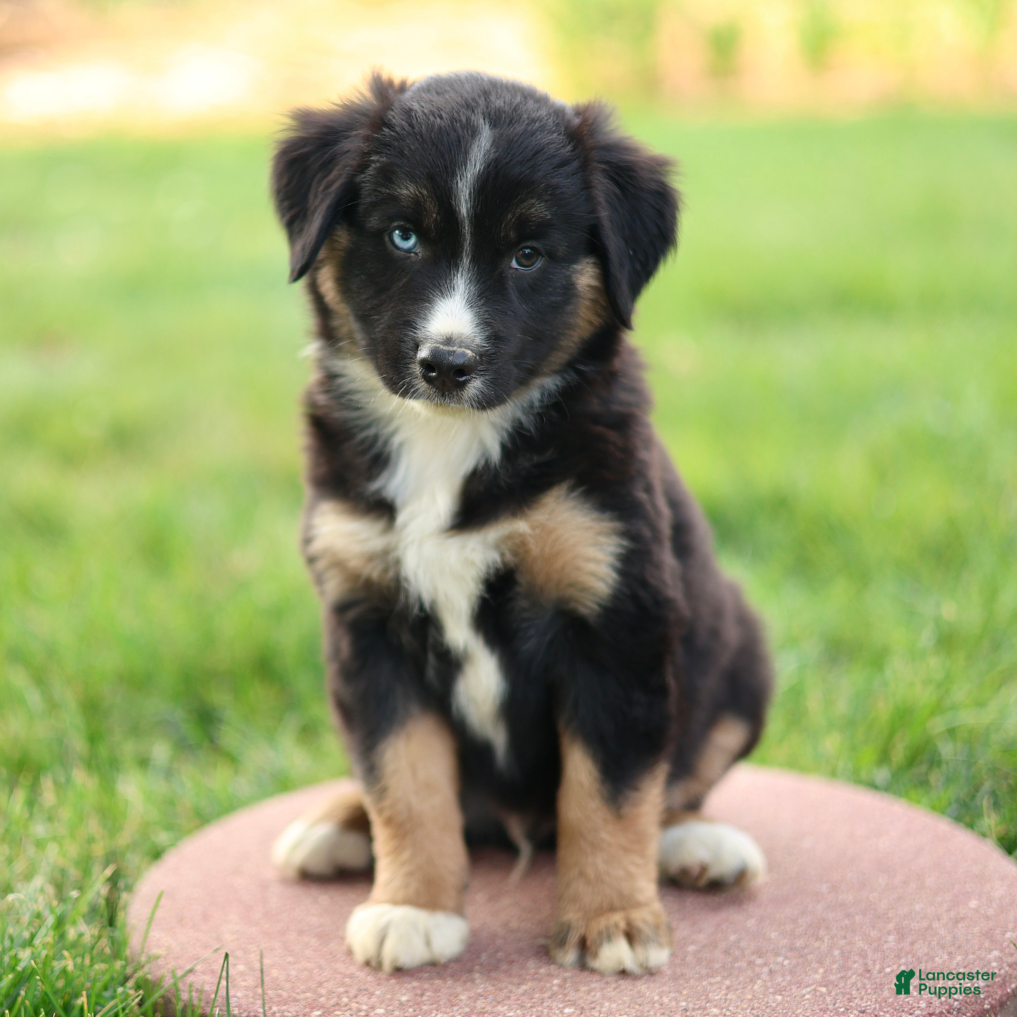 Miniature Australian Shepherd dogs Jimmy - Ad 2