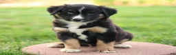 Miniature Australian Shepherd dogs for sale: Jimmy - Ad 2
