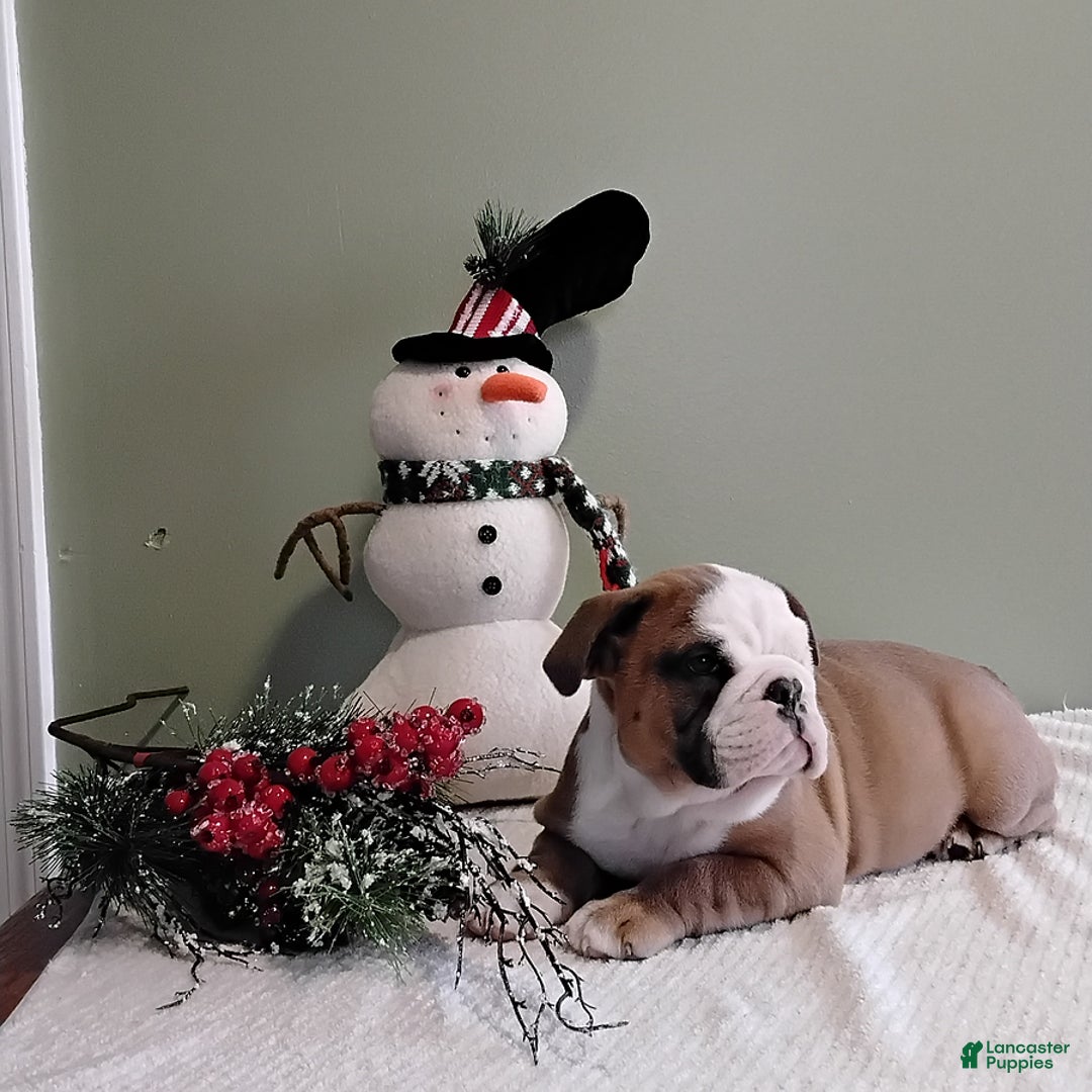 English Bulldog dogs for sale: Winston - Ad 2