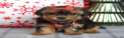 Yorkshire Terrier dogs for sale: Greta - Ad 8